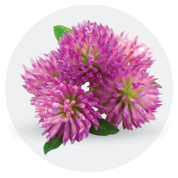 Trifolium